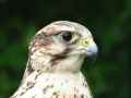 Балобан фото (Falco cherrug) - изображение №728 onbird.ru.<br>Источник: www.photo-dictionary.com